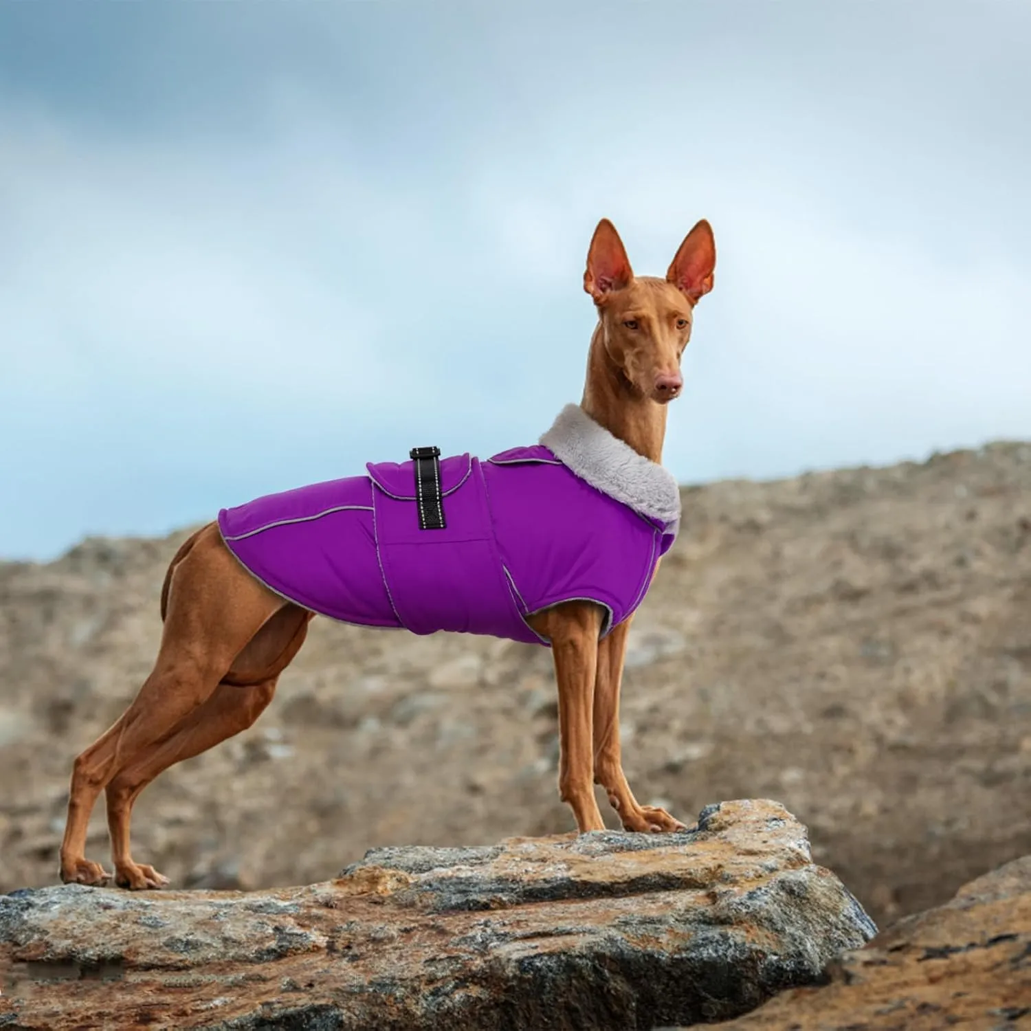 Lelepet Warm Dog Coat Reflective Fleece Vest Waterproof Dog Jacket with Adjustable Buckle Hook & Loop Windproof Cold Weather Coats for Small Medium Large Dogs, Purple, M